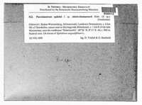 Pucciniastrum epilobii image
